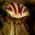 Cephalotus-follicularis-West-Australian-pitcher-plant-Matt-Sikra-2009-11-07-CRW 8355