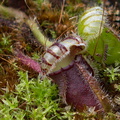 Cephalotus-follicularis-West-Australian-pitcher-plant-Matt-Sikra-2009-11-07-IMG 3469