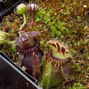 Cephalotus-follicularis-West-Australian-pitcher-plant-Matt-Sikra-2009-11-07-IMG 3472