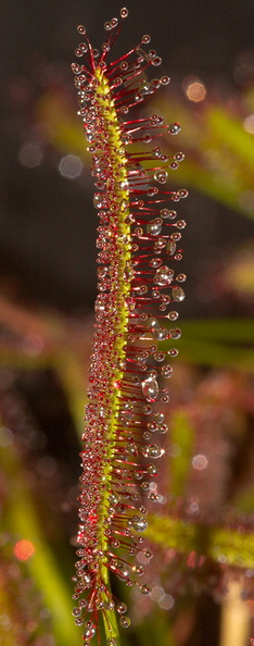 Drosera-capensis-red-form-sp-Matt-Sikra-2009-11-07-CRW_8337.jpg