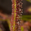 Drosera-capensis-red-form-sp-Matt-Sikra-2009-11-07-CRW 8337