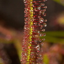 Drosera-capensis-red-form-sp-Matt-Sikra-2009-11-07-CRW 8337