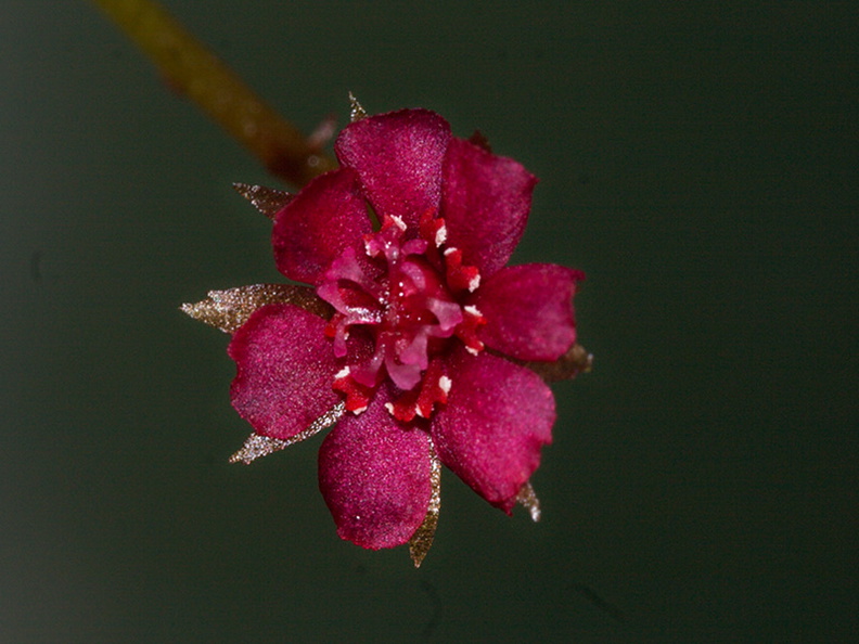 Drosera-prolifera-flower-Matt-Sikra-2009-11-07-CRW_8347.jpg