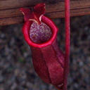 Nepenthes-var-red-trap-Matt-Sikra-2009-11-07-IMG 3486