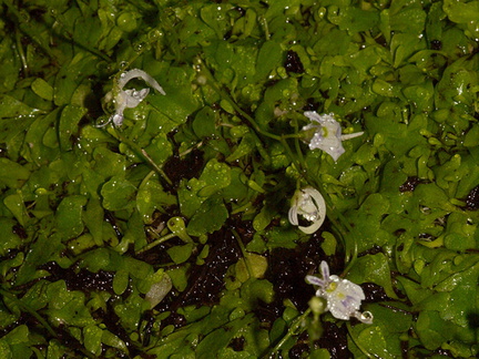 Utricularia-sandersonii-angry-rabbit-Matt-Sikra-2009-11-07-CRW 8345