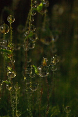 moss-sporophytes-and-dew-Matt-Sikra-2009-11-07-CRW 8351