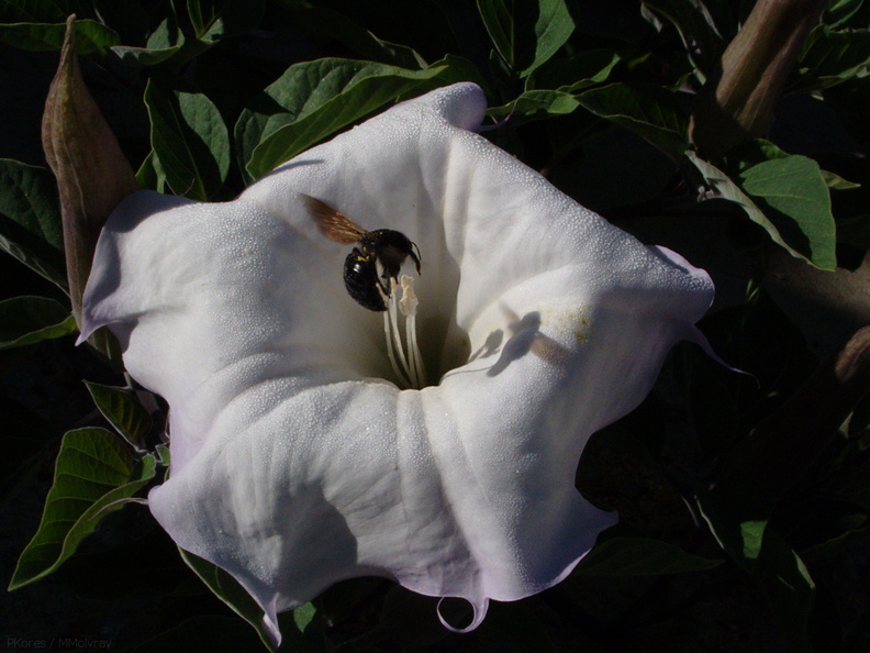 bumblebee-collecting-pollen-on-jimsonweed-Datura-2009-08-04-IMG_3254.jpg