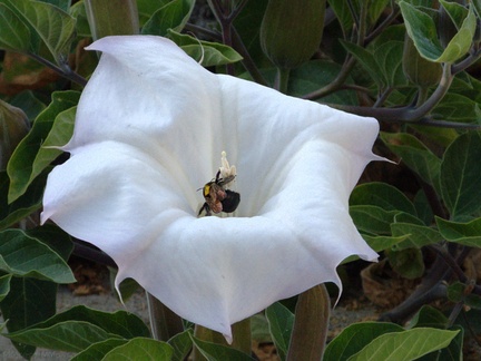 bumblebee-collecting-pollen-on-jimsonweed-Datura-2009-08-08-IMG 3334