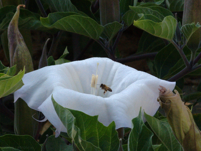 bumblebee-collecting-pollen-on-jimsonweed-Datura-2009-08-08-IMG 3337