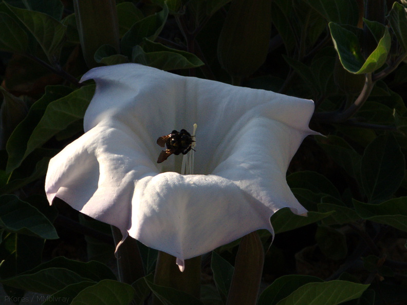 bumblebee-collecting-pollen-on-jimsonweed-Datura-2009-08-08-IMG_3347.jpg