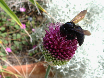 bumblebee-on-Allium-2009-06-27-IMG 3111