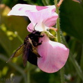 bumblebee_pink_sweet_pea_03.jpg