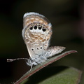 butterfly-fuzzy-beige-gray-on-manzanita-in-garden-2010-06-02-IMG 1086