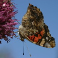 butterfly-orange-on-allium-9-good-sm.jpg