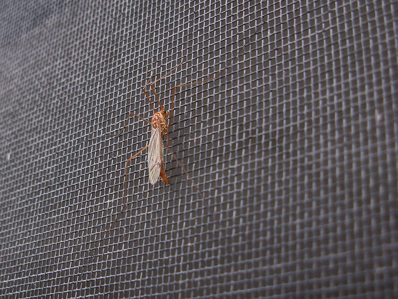 cranefly-on-screen-in-garden-2011-10-24-IMG_9886.jpg