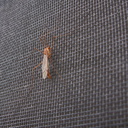 cranefly-on-screen-in-garden-2011-10-24-IMG 9886