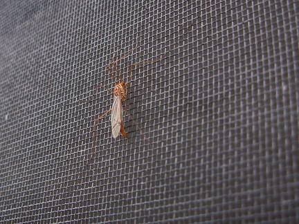 cranefly-on-screen-in-garden-2011-10-24-IMG 9886
