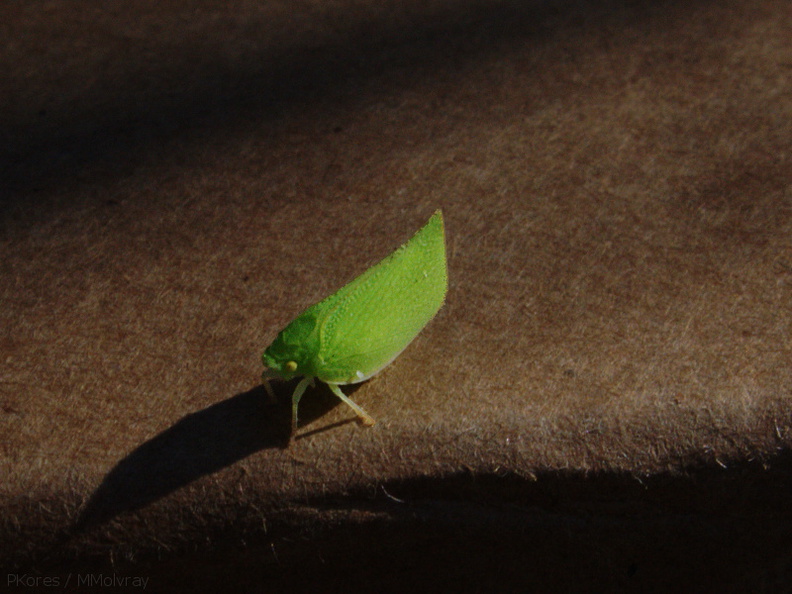 green-leafhopper-on-box-2009-08-05-IMG_3316.jpg