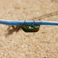 green-scarab-beetle-3.jpg