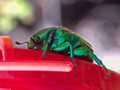 green-scarab-beetle-figeater-beetle-Cotinis-mutabilis-Moorpark-2016-09-08-IMG 7255