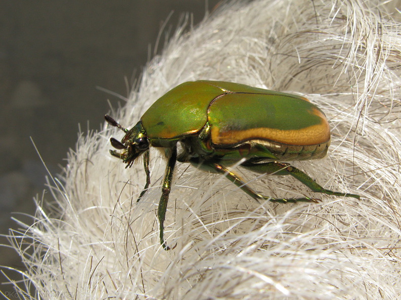 green-scarab-beetle-on-grey-hair-2008-09-05-IMG_1286.jpg
