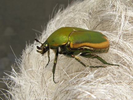 green-scarab-beetle-on-grey-hair-2008-09-05-IMG 1286