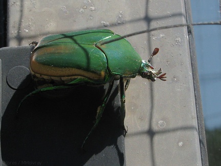 green-scarab-beetle-on-screen-door-2008-09-17-IMG 1351