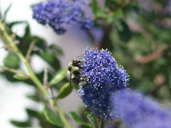 orange-rumped-bumblebee-Bombus-melanopygus-on-Ceanothus-oliganthus-in-garden-2012-04-27-IMG 4698