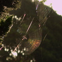 orb-web-iridescence-2009-09-11-IMG 3363