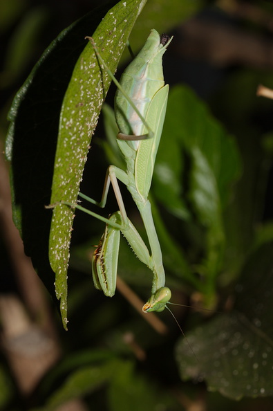 preying-mantis-in-garden-2014-10-04-IMG 0225.