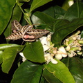 sphingid-moths-visiting-orange-tree-flowers-2009-02-28-IMG_2511.jpg