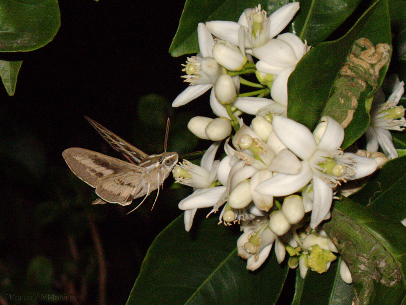 sphingid-moths-visiting-orange-tree-flowers-2009-02-28-IMG_2512.jpg