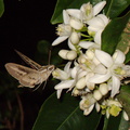 sphingid-moths-visiting-orange-tree-flowers-2009-02-28-IMG_2512.jpg