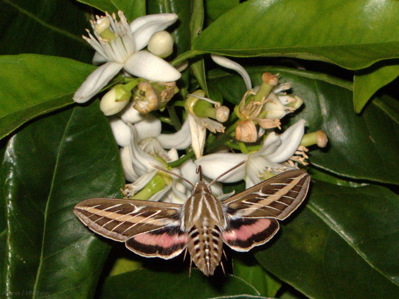 sphingid-moths-visiting-orange-tree-flowers-2009-02-28-IMG_2513.jpg