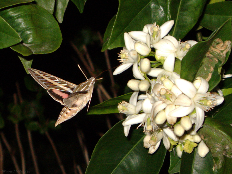 sphingid-moths-visiting-orange-tree-flowers-2009-02-28-IMG_2518.jpg