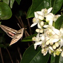 sphingid-moths-visiting-orange-tree-flowers-2009-02-28-IMG 2518