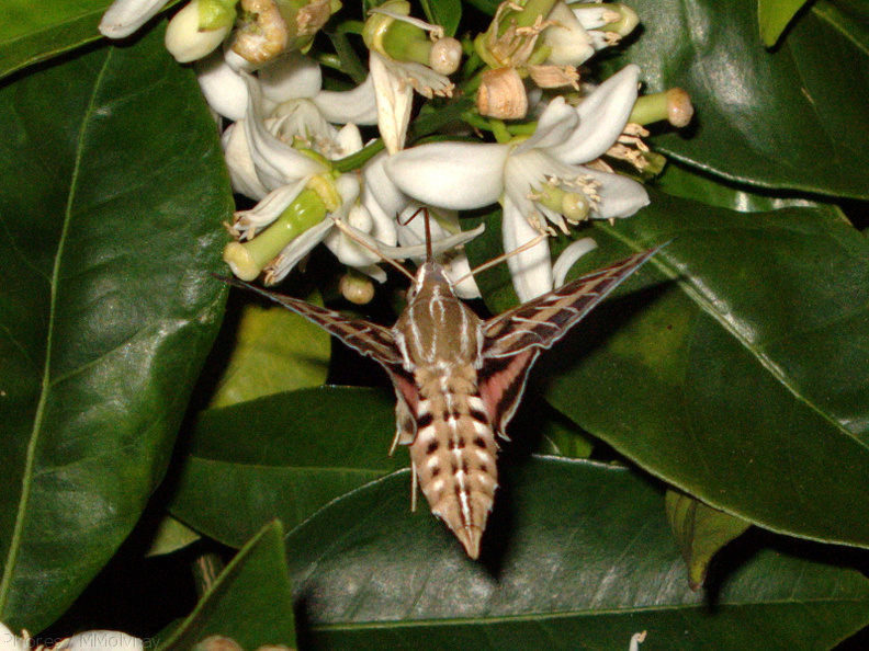 sphingid-moths-visiting-orange-tree-flowers-2009-02-28-IMG_2519.jpg