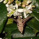 sphingid-moths-visiting-orange-tree-flowers-2009-02-28-IMG 2519