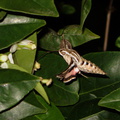 sphingid-moths-visiting-orange-tree-flowers-2009-02-28-IMG_2523.jpg
