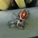 spider-red-backed-fuzzy-2008-09-05-IMG 1294