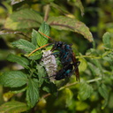 tarantula-wasp-on-mint-Moorpark-2016-08-17-IMG 3475