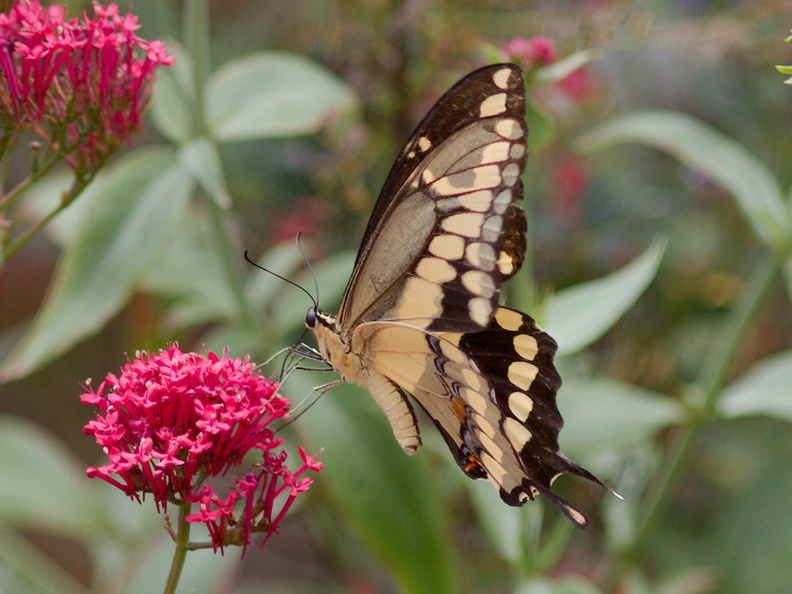 tiger-swallowtail-butterfly-Papilio-glaucus-in-garden-on-Centaurea-Jupiters-beard-2013-08-08-IMG 9802