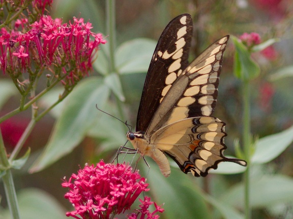 tiger-swallowtail-butterfly-Papilio-glaucus-in-garden-on-Centaurea-Jupiters-beard-2013-08-08-IMG 9805