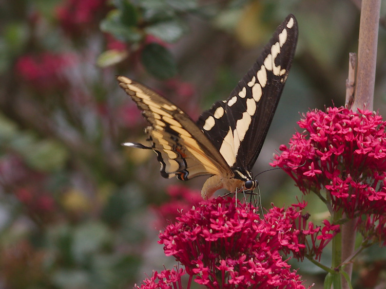 tiger-swallowtail-butterfly-Papilio-glaucus-in-garden-on-Centaurea-Jupiters-beard-2013-08-08-IMG_9829.jpg