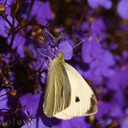 white-butterfly-blue-lobelia--13