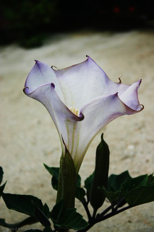 jimsonweed-bluest-flower-open-5-2007-10-15