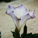 jimsonweed-bluest-flower-open-5-2007-10-15