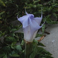 jimsonweed-flower-unfurling-bluish-2008-10-08-IMG_1423.jpg