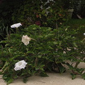 jimsonweed-plant-and-flowers-2008-08-30-IMG 1257