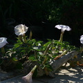 jimsonweed-with-four-flowers-3-2007-08-27